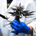 What Is the Strongest CBD Flower Strain Available with Lab Results?