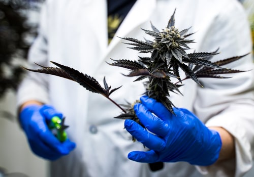 What Is the Strongest CBD Flower Strain Available with Lab Results?